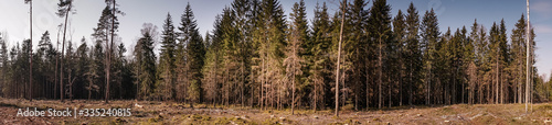 Fototapeta Naklejka Na Ścianę i Meble -  Panoramic view of pine forest being cut for firewood - huge problem of forests being destroyed