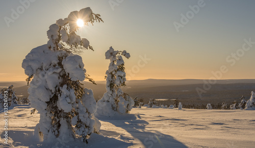 Snowy trees in Finland's Lapland
 photo