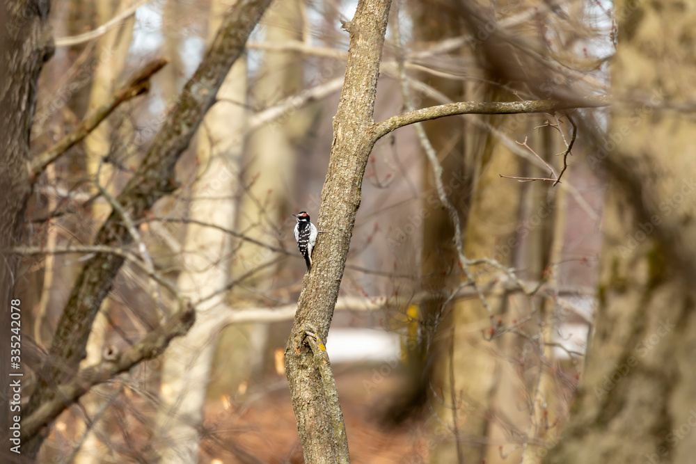 Woodpecker in spring forest. Natural scene from state park. Woodpecker in spring forest. Natural scene from state park.