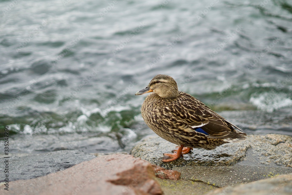 duck on the beach duck on the beach