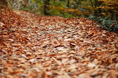 dry leaves in the forest