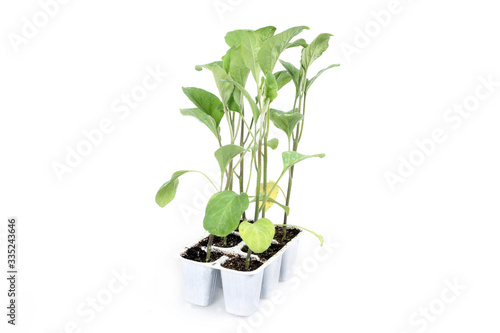 nursery - gardening - agriculture - eggplant seedlings in the tray ready for transplanting