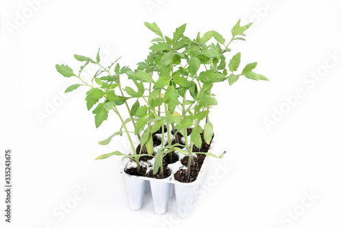 nursery - gardening - agriculture - tomato seedlings in the tray ready for transplanting photo