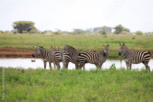 Zebras in Tsavo East National Park  Kenya  Africa