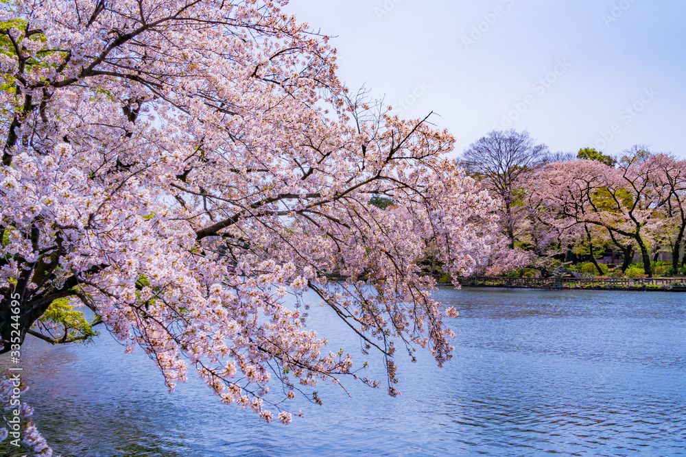 東京 吉祥寺 井の頭公園 桜 春