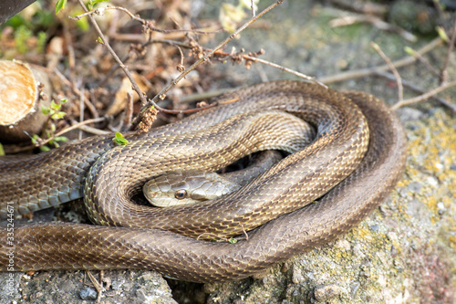 snake on the ground