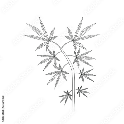 cannabis leaves on white background