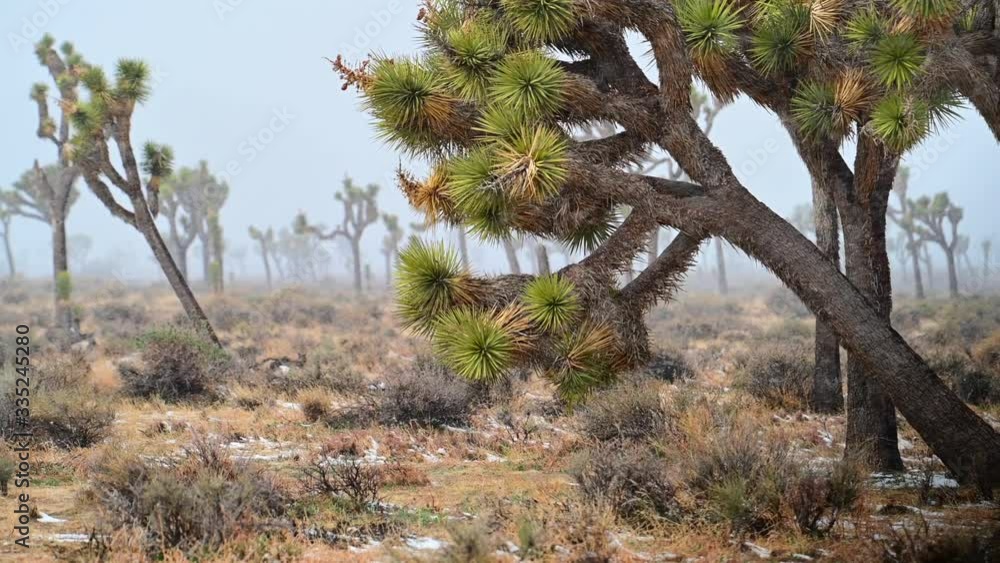 Joshua Tree National Park in the winter time bad cold weather while snowing. Snow covering trees and the ground after a day of snowfall Joshua Tree National Park in the winter time bad cold weather while snowing. Snow covering trees and the ground after a day of snowfall