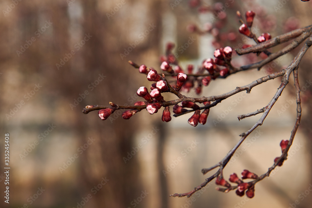 Apricot tree blossom. Seasonal flowering of the fruit tree. Spring beauty. Apricot tree blossom. Seasonal flowering of the fruit tree. Spring beauty.