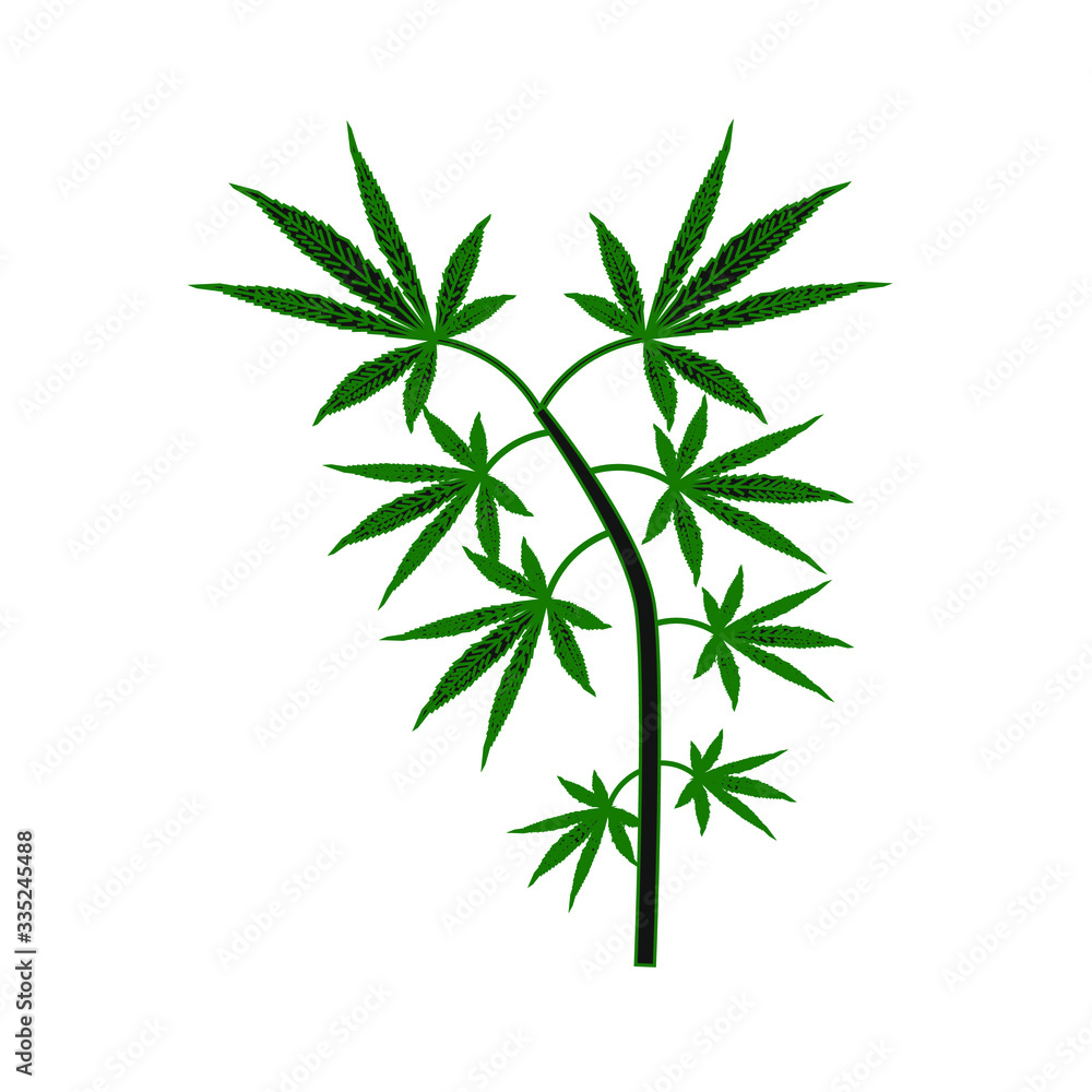 cannabis leaves on white background cannabis leaves on white background