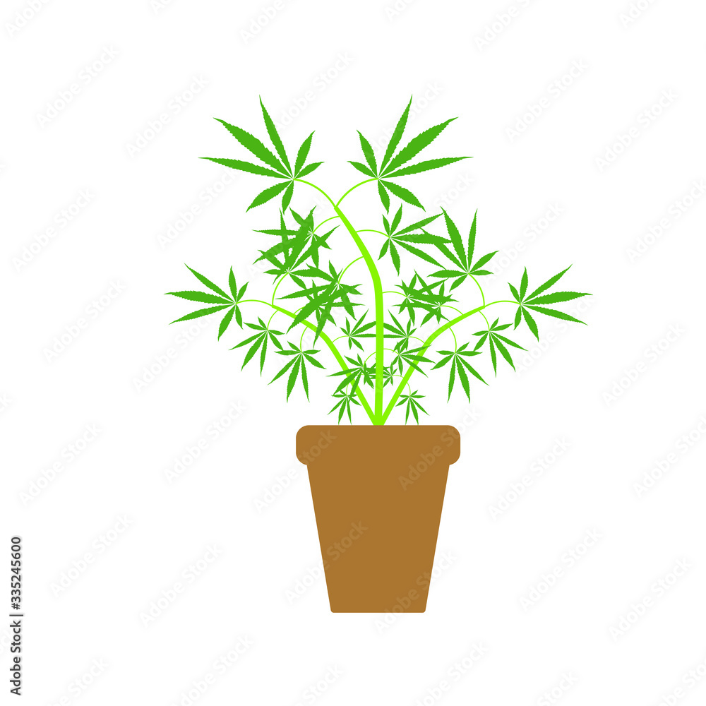 Fototapeta premium cannabis leaves on white background