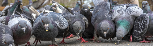 Allphotokz Pigeons 20190405 6814 A7M3 S