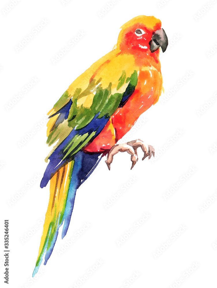 Watercolor hand painted exotic tropical parrots illustration set isolated on white background