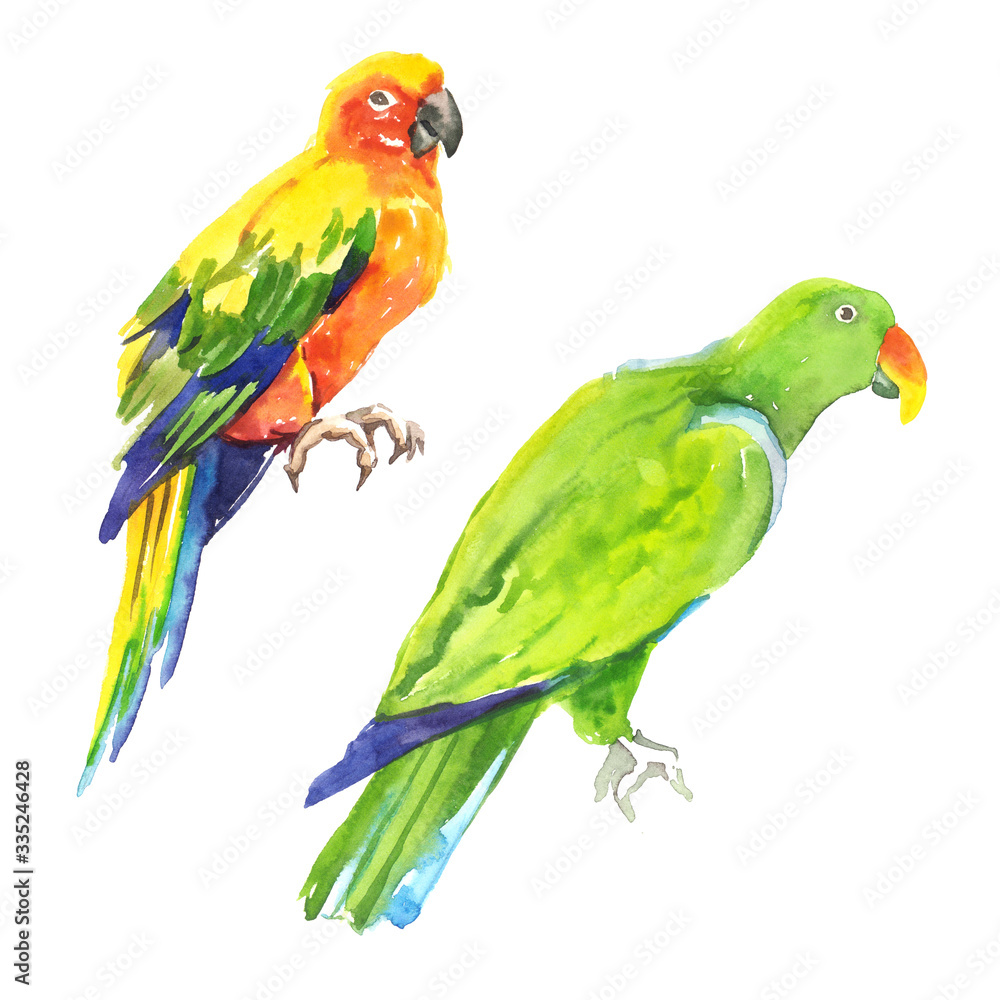 Fototapeta premium Watercolor hand painted exotic tropical parrots illustration set isolated on white background