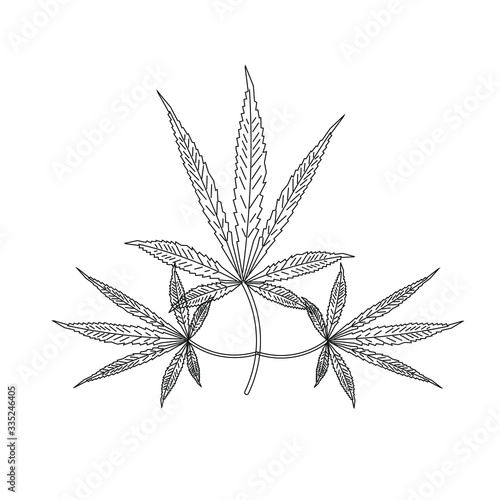 cannabis leaves on white background