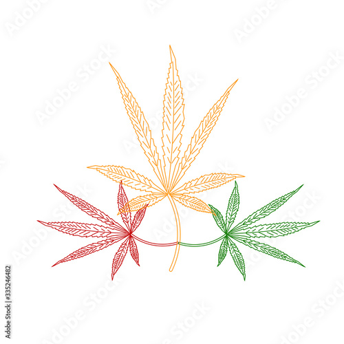 cannabis leaves on white background