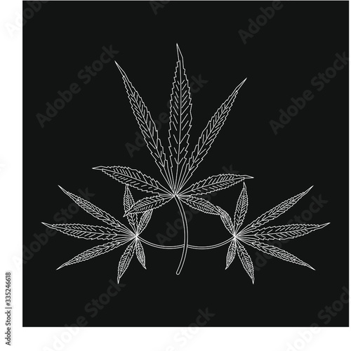 cannabis leaves on white background
