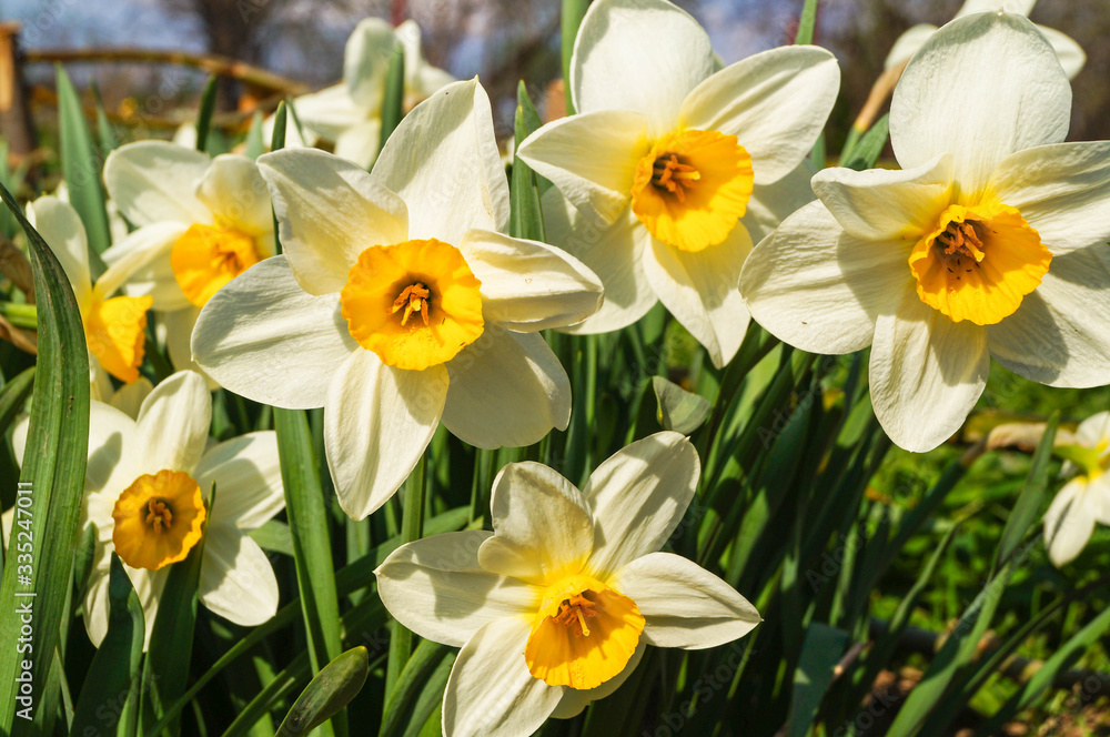 Close-up of a Field of White Daffodils Close-up of a Field of White Daffodils