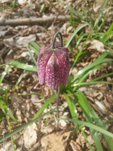 Fritillaria meleagris rare spring flower / symbol trademark for Croatia / purple pink wild forest and field flower 