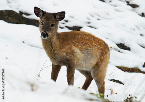 White tail Fawn in the Winter