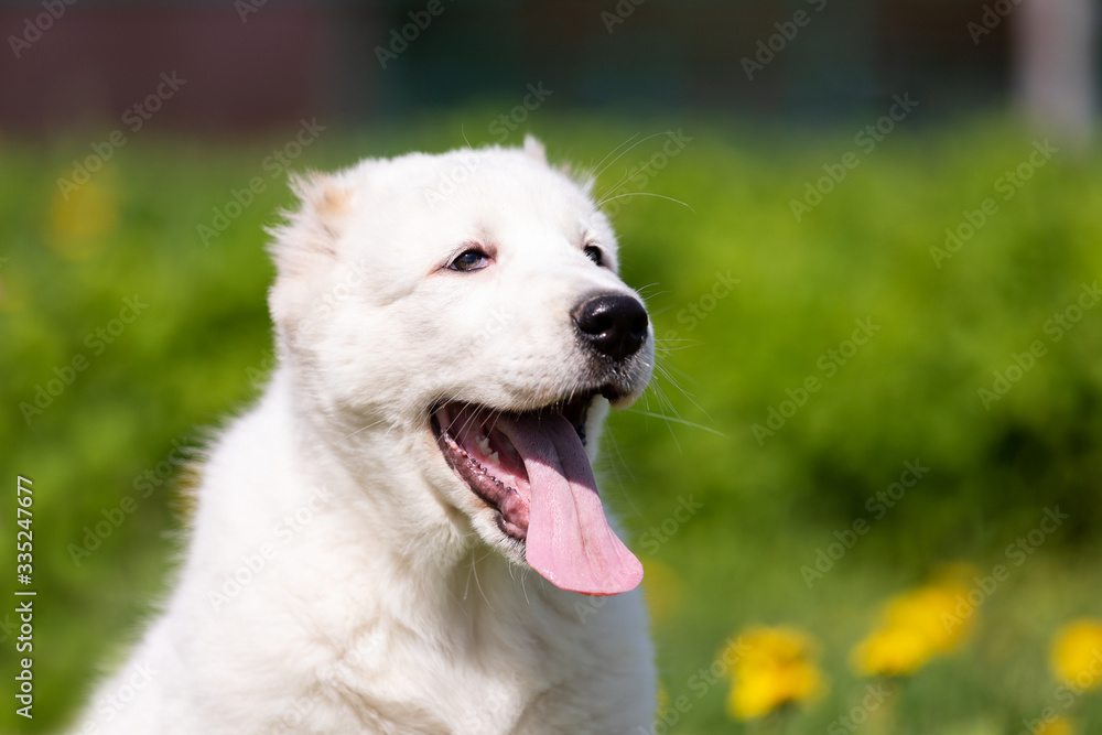 Puppy shepard walks outdoor at summer day Puppy shepard walks outdoor at summer day