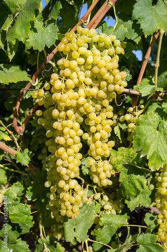 Grapes vineyard, Sultani grapes, Izmir / Turkey