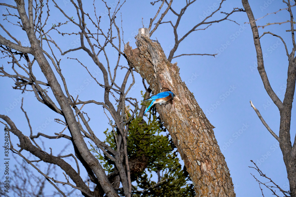 Male Eastern Bluebird (Sialia sialis) exiting nesting hole in Texas mesquite tree Male Eastern Bluebird (Sialia sialis) exiting nesting hole in Texas mesquite tree