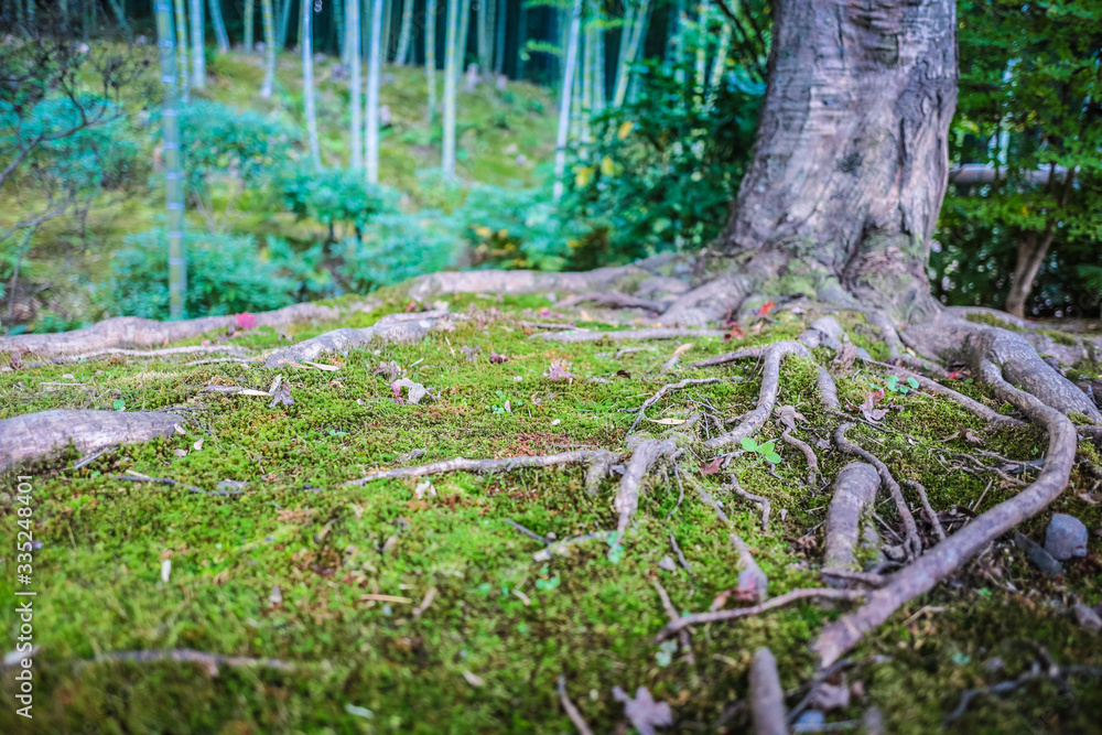 Mousse verte en foret gros plan Mousse verte en foret gros plan
