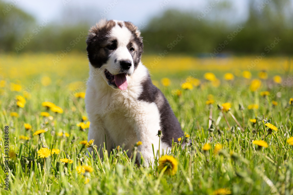 Fototapeta premium Puppy shepard walks outdoor at summer day