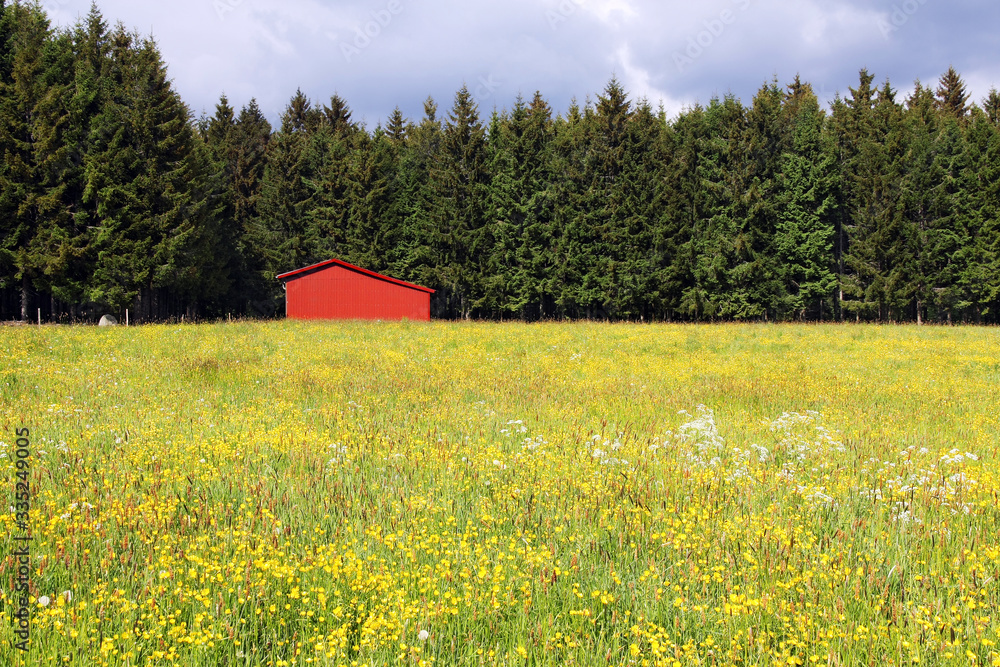 Red barn at the edge of forest with a blooming meadow in foreground