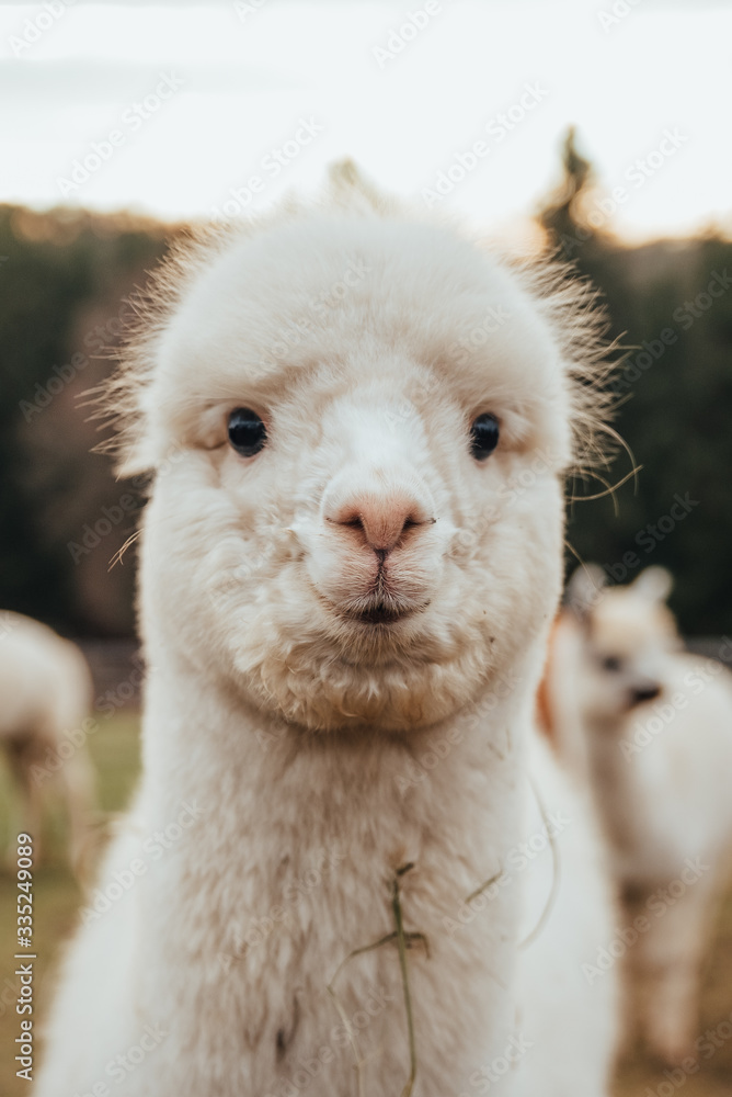 Obraz premium Llamas and Alpacas Of Peru