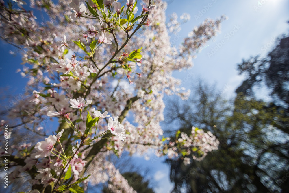 Cerisiers en fleur au printemps dans un parc Cerisiers en fleur au printemps dans un parc