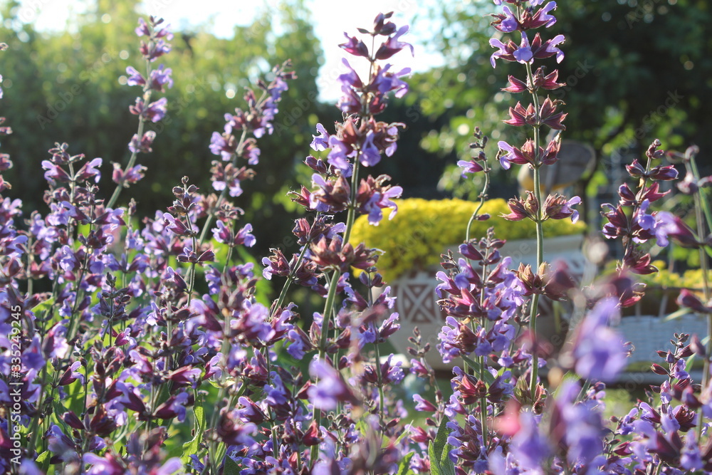 Obraz premium Lavendel