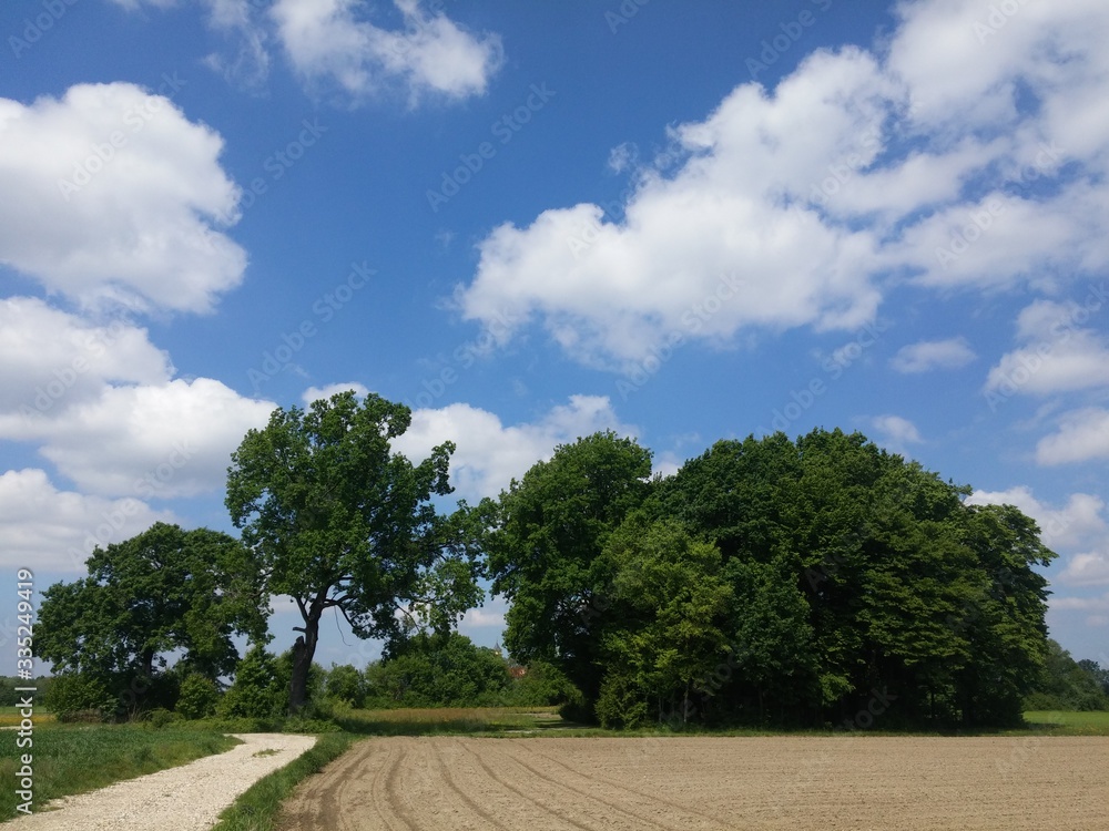 Trees and sky on beautiful sunny spring morning / forest park field and white clouds in blue skies / walking on nature path / breathtaking scenery landscape Trees and sky on beautiful sunny spring morning / forest park field and white clouds in blue skies / walking on nature path / breathtaking scenery landscape