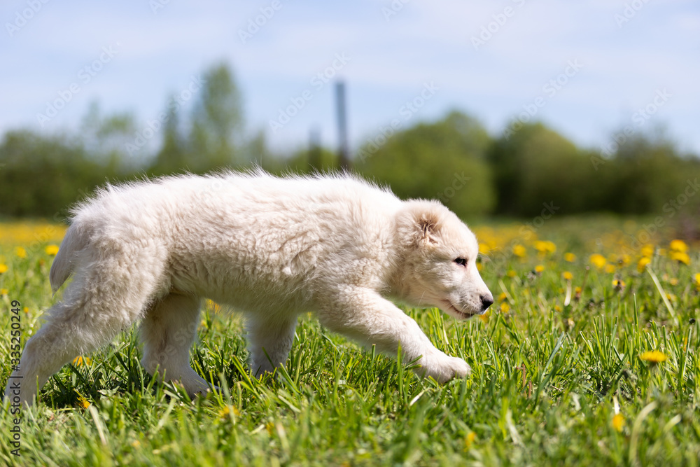 Obraz premium Puppy shepard walks outdoor at summer day