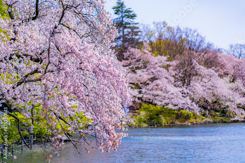 東京 吉祥寺 井の頭公園 桜 春 Stock Photo Adobe Stock