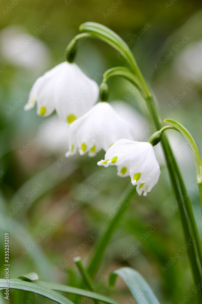 Three buds of Spring snowflake (Leucojum vernum) Three buds of Spring snowflake (Leucojum vernum)