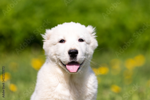 Puppy shepard walks outdoor at summer day