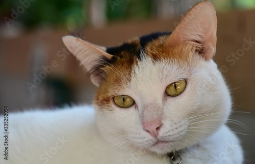Close-up of a sad and unhappy white cat's eyes. A cute cat sitting with its neck tilted on a table with a blurred background.  © Vanchuree
