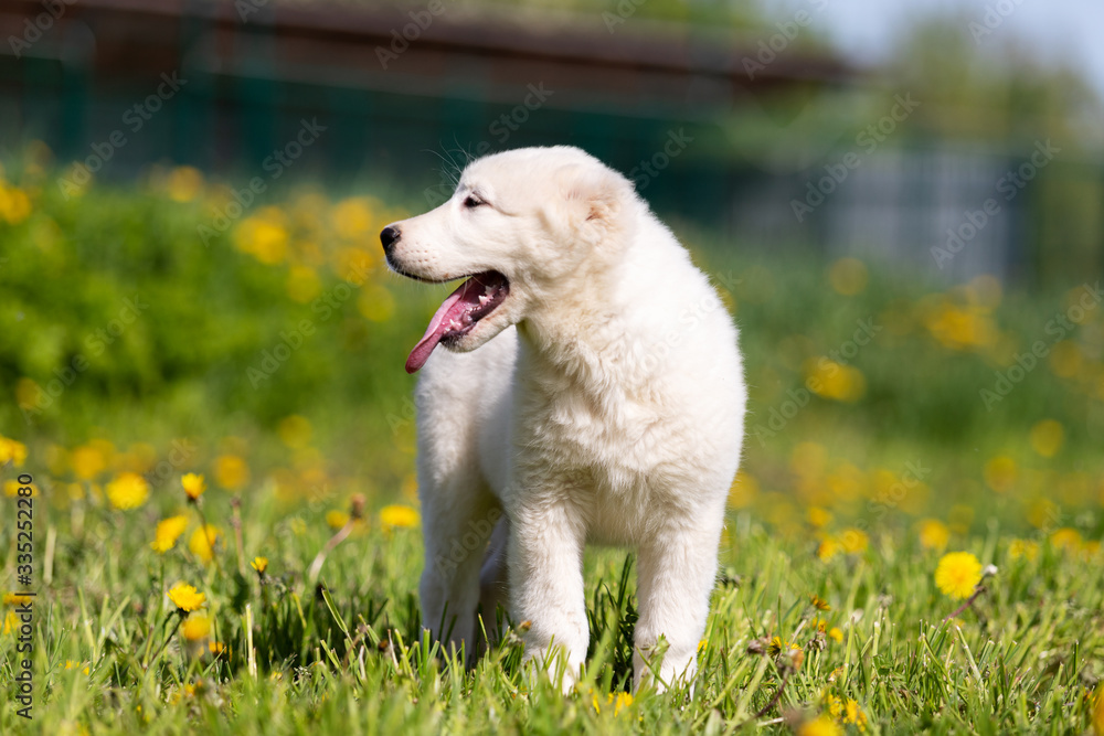 Puppy shepard walks outdoor at summer day Puppy shepard walks outdoor at summer day