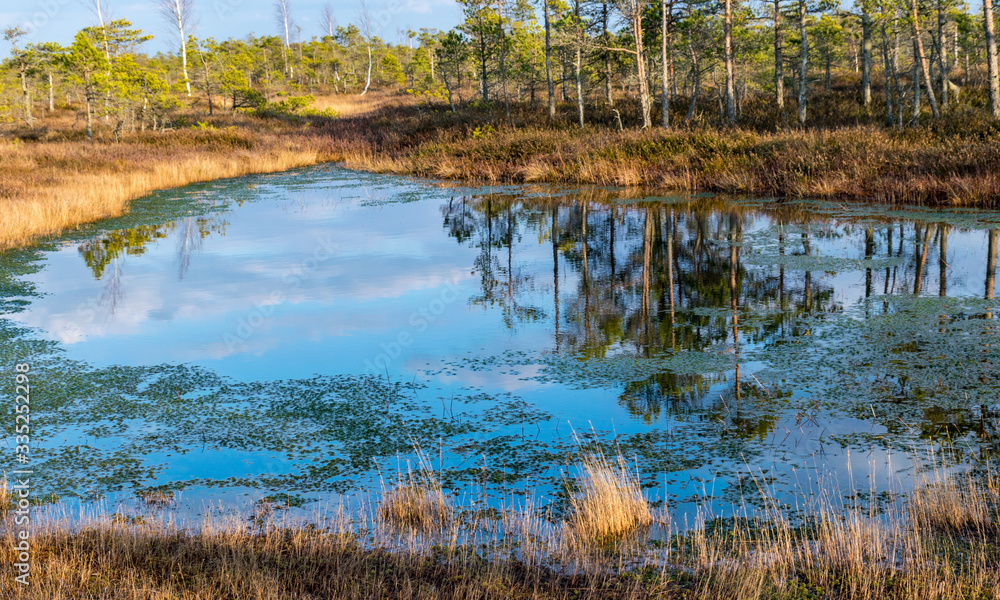 Obraz premium landscape with blue swamp lakes surrounded by small pine and birch trees and green moss on spring day