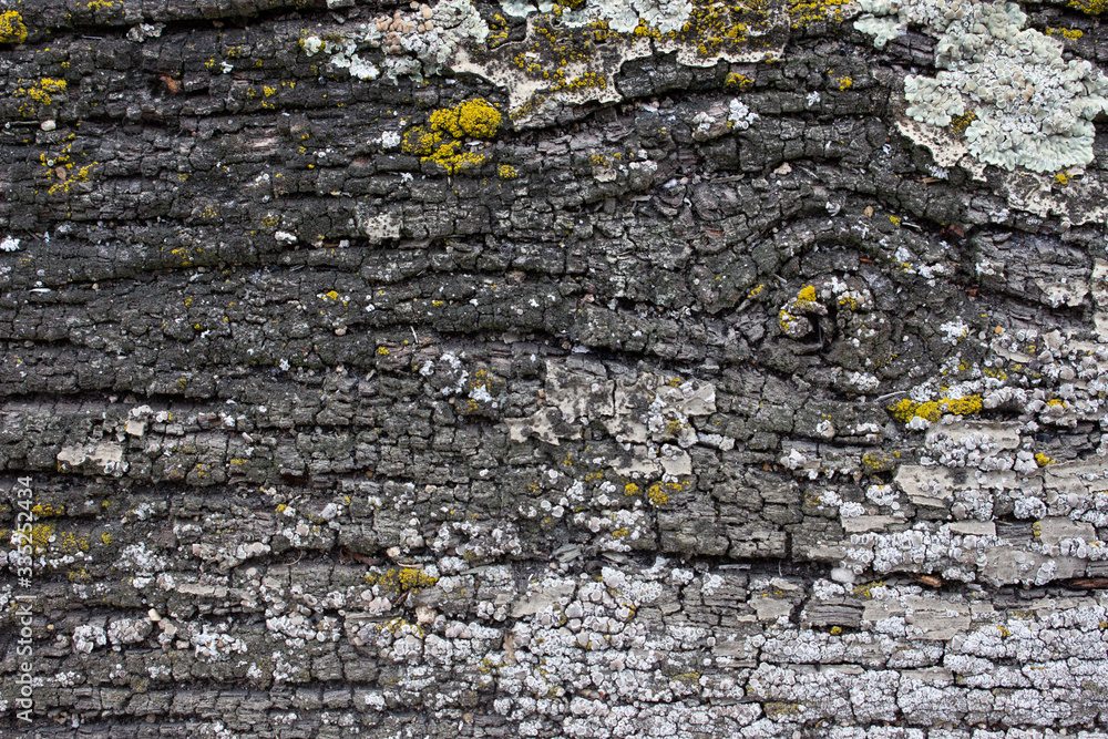 Macro of weathered old cracked wood texture with gray and yellow lichen Macro of weathered old cracked wood texture with gray and yellow lichen