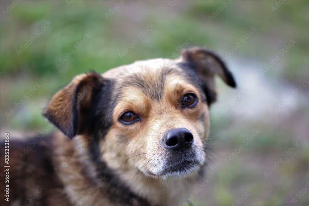 Cute Dog
Cute Dog