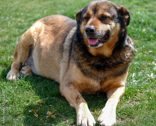 portrait of a german shepherd