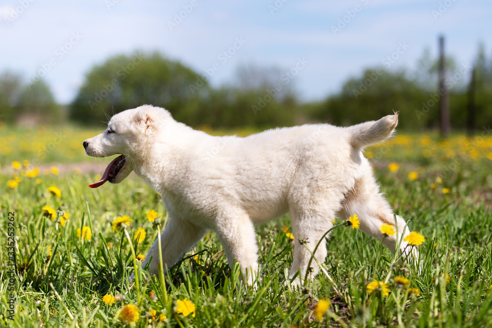 Obraz premium Puppy shepard walks outdoor at summer day