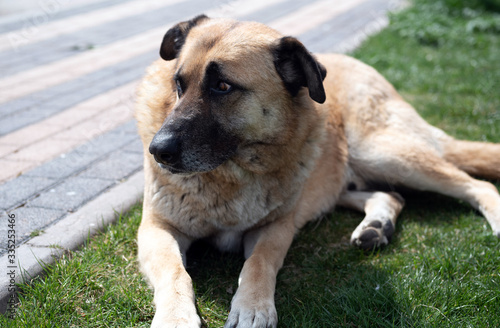 abandoned homeless stray dog is lying on grass in the city park. sad abandoned dog on footpath. Lonely homeless stray dog is laying.