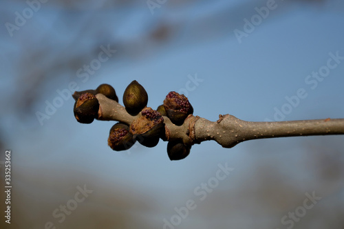 Quadro em tela budding twig of ash will bloom gray bark black buds blurred background Fraxinus
