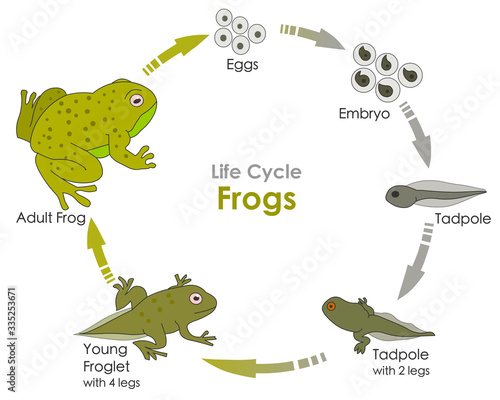 Life cycle of a frog. Amphibian reproduction. Lifecycle Frogs. Grow development stages. Reproductive metamorphosis. Egg embryo tadpole, young froglet, adult frog. Explanation. Draw Illustration Vector