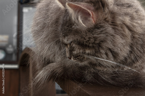 gray fluffy cute tabby cat with closed eyes sits on a railing on a wooden board. close-up gray fluffy Persian kitty Maine coon