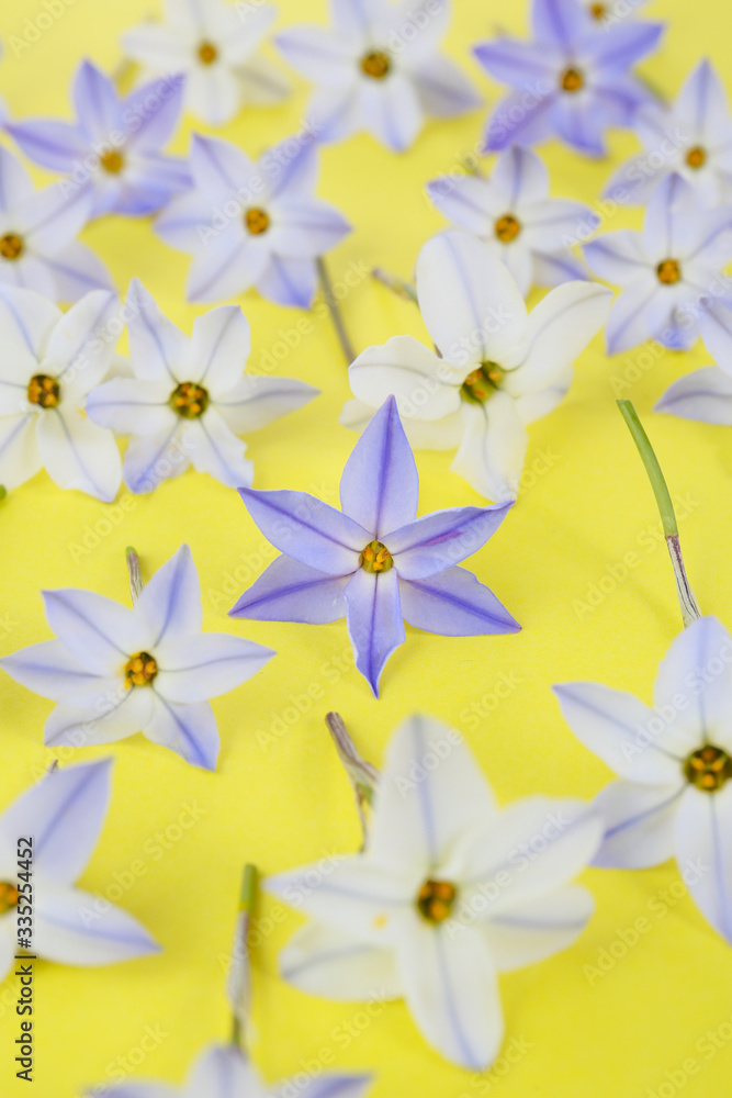 Fototapeta premium seasonal bright floral background of blue spring star flowers